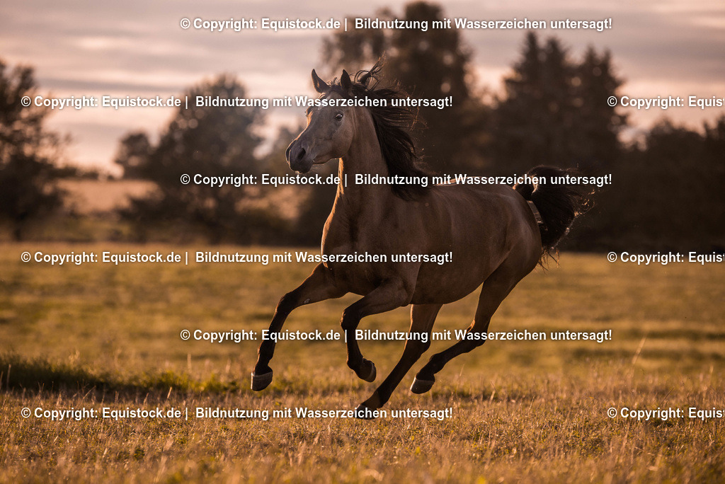 TS_20170716_Araber_Freilauf_0002-2 | Foto: Thomas Hartig