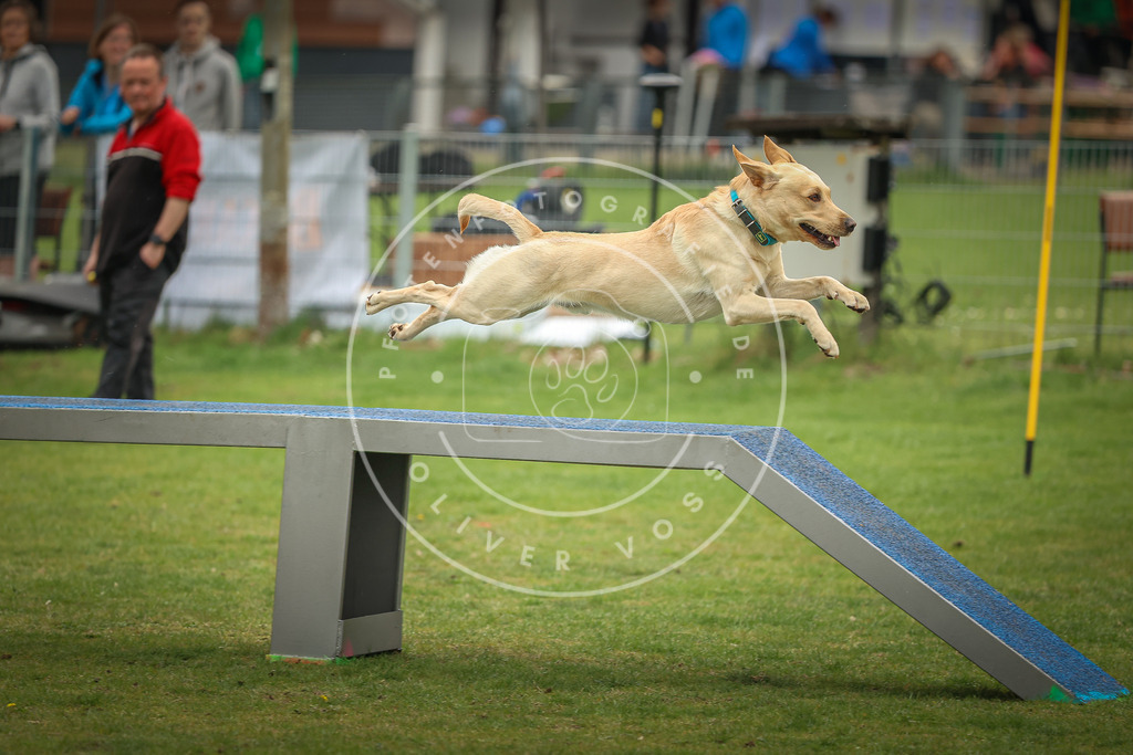 Pfotenfotografie_0L8A1558 | Hundefotografie, Tierfotograf, Pfotenfotografie, Fotoshooting Hund, Hunde Portrait, Hundesport, Hundeportraits, Heideshooting, Hunde, Sportfotograf, Hundefotograf, Turnierhundsport, THS,  - Realisiert mit Pictrs.com