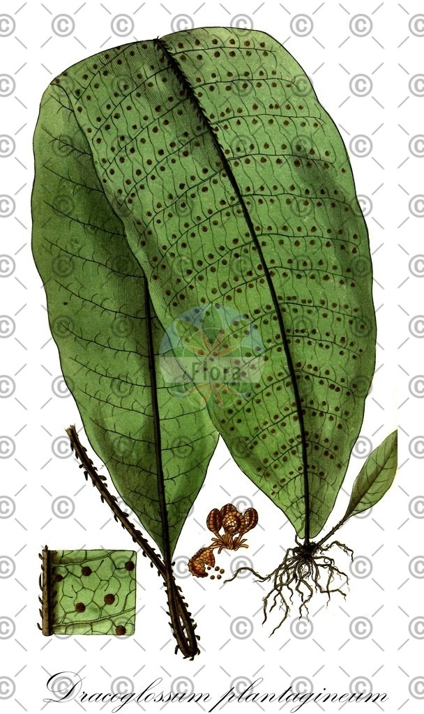 HistAbb_wfo-0000945518_1_ENZY_Simple | Historische Abbildung von Dracoglossum plantagineum - Lomariopsidaceae | Historical Illustration of Dracoglossum plantagineum - Lomariopsidaceae