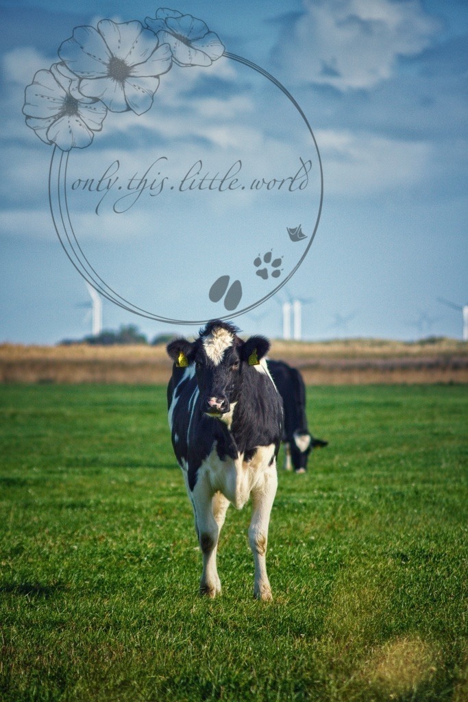 IMG_9509-02 | only.this.little.world - Realisiert mit Pictrs.com