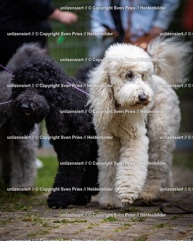 Sven Pries | 2025-05-29 - Pudelrennen KA-Durlach - Realisiert mit Pictrs.com