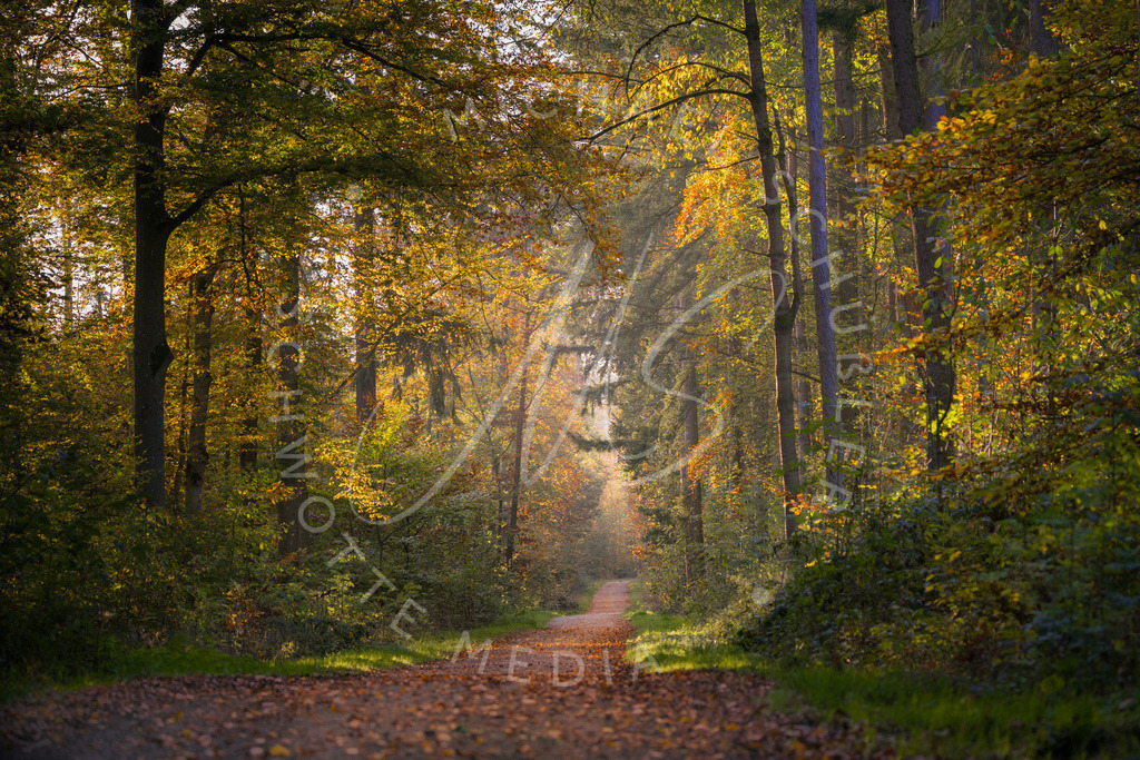 2024-11-01 Herbst Hemmingen Zeilwald 007 | Schwotte Media - Realisiert mit Pictrs.com