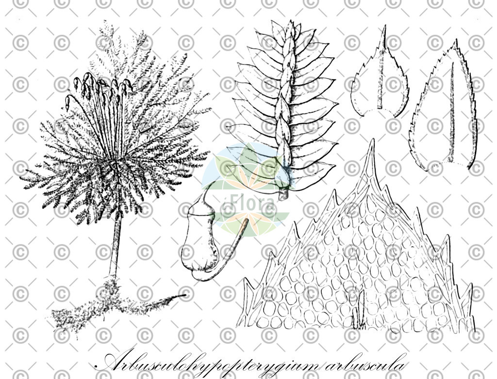 HistAbb_wfo-0001209931_2_ENZY_Simple | Historische Abbildung von Arbusculohypopterygium arbuscula - Hypopterygiaceae | Historical Illustration of Arbusculohypopterygium arbuscula - Hypopterygiaceae