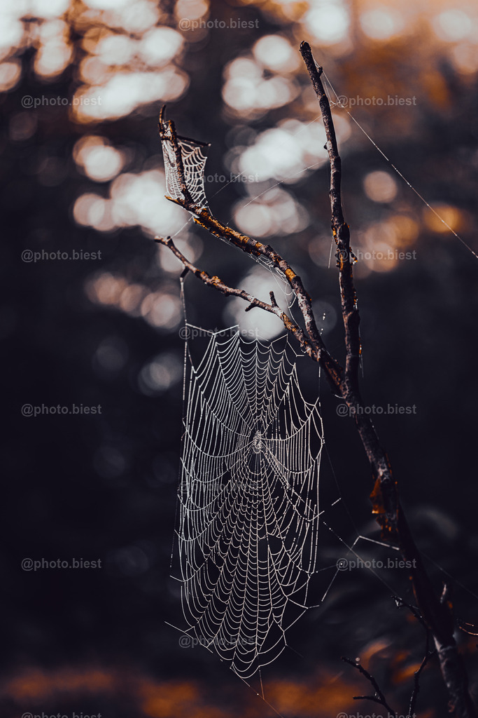 Spinnennetzgeäst | Ein Spinnennetz an einem Ast im Wald. - Realisiert mit Pictrs.com