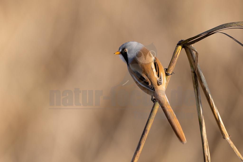 R5NF5330-20231003 | Die Bartmeise ist eine Vogelart und wird heute meist als einzige Art der damit monotypischen Familie Panuridae betrachtet. Sie ist ein meisenartiger, langschwänziger Bewohner großer Schilfflächen. - Realisiert mit Pictrs.com