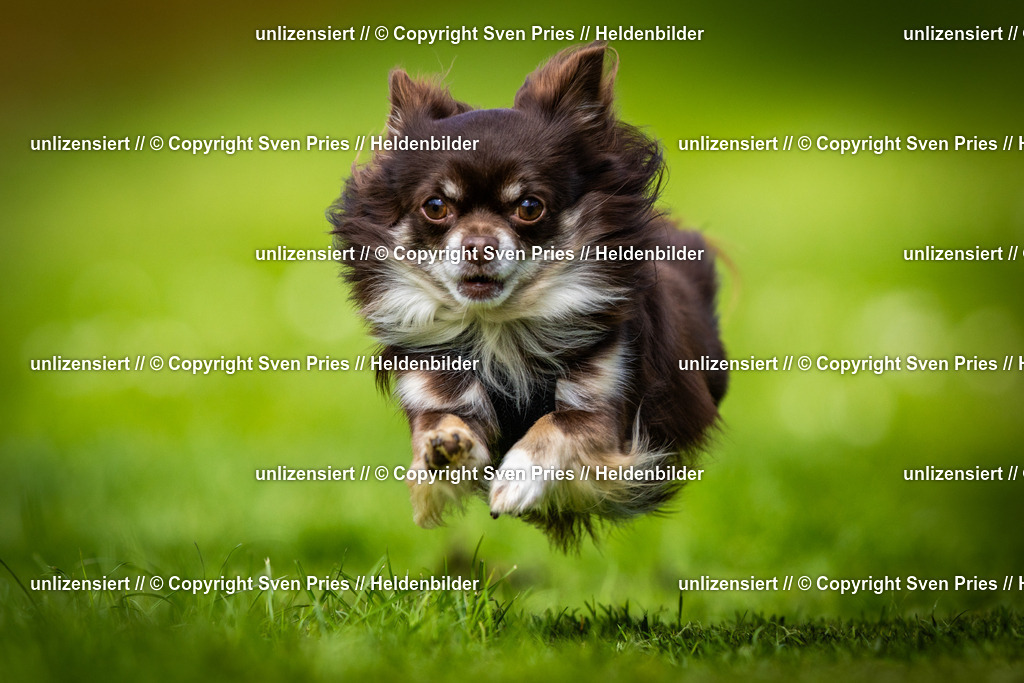 Sven Pries | 2025-04-13 - Hunderennen Baden-Baden - Realisiert mit Pictrs.com