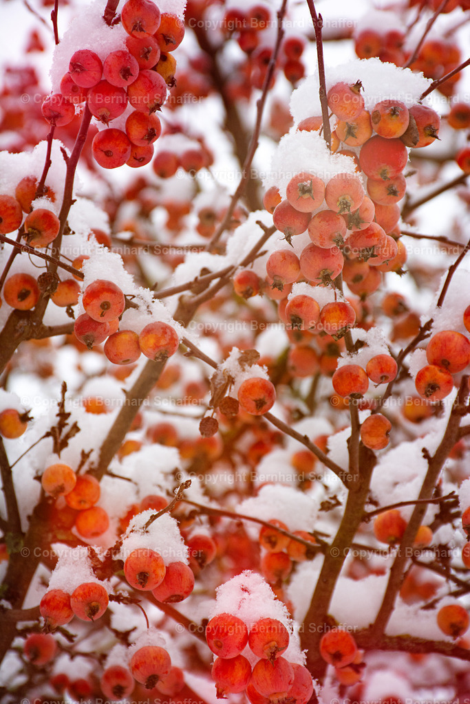 Vogelbeeren im Schnee | Vogelbeeren im Winter mit Schnee bedeckt. - Realisiert mit Pictrs.com