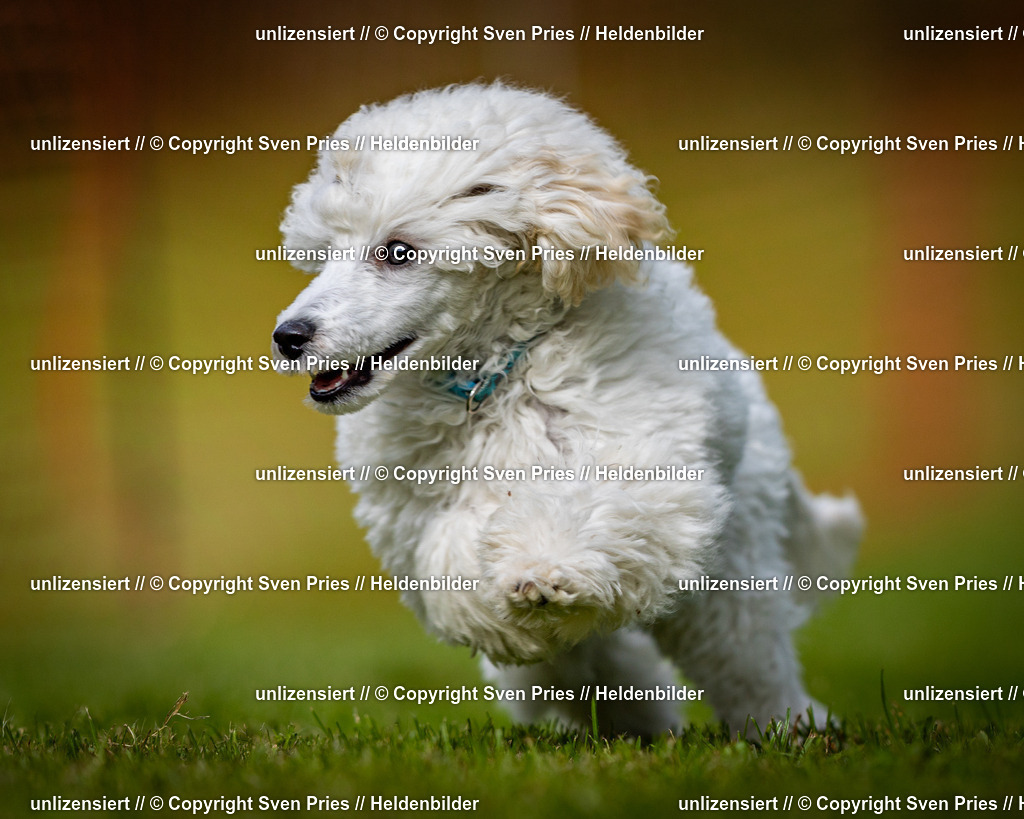 Sven Pries | 2024-09-22 - Hunderennen Baden-BadenPudelverein - Realisiert mit Pictrs.com