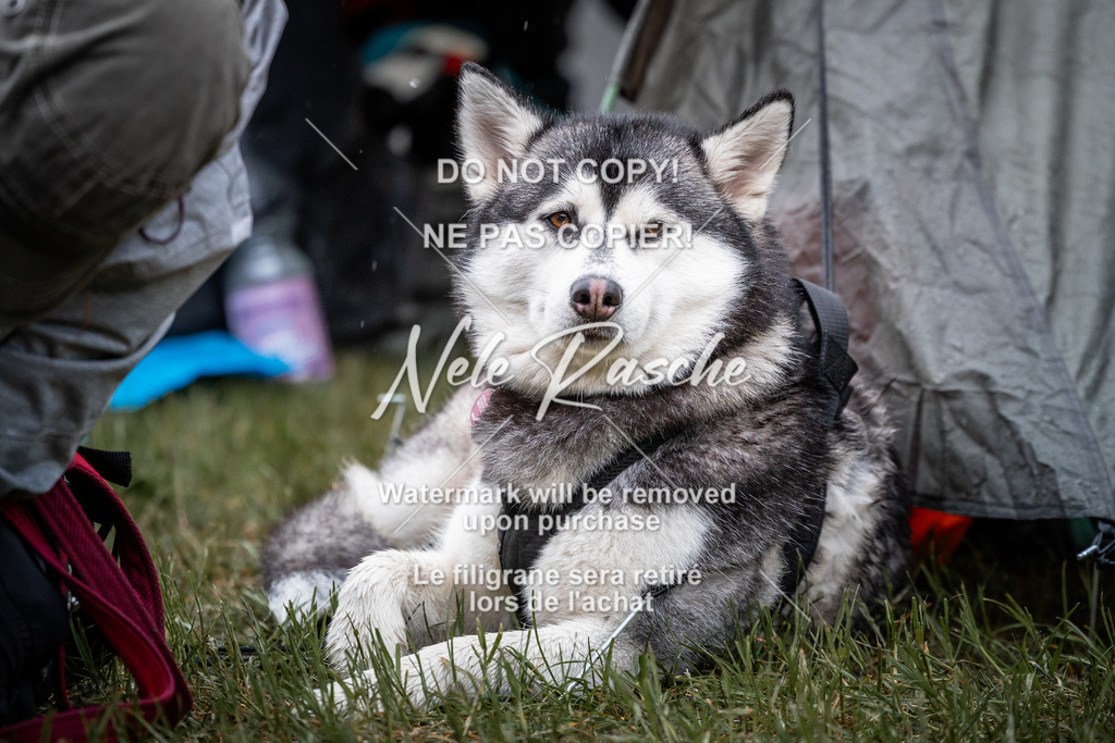 nelerasche_SaAbends_481 | nelerasche