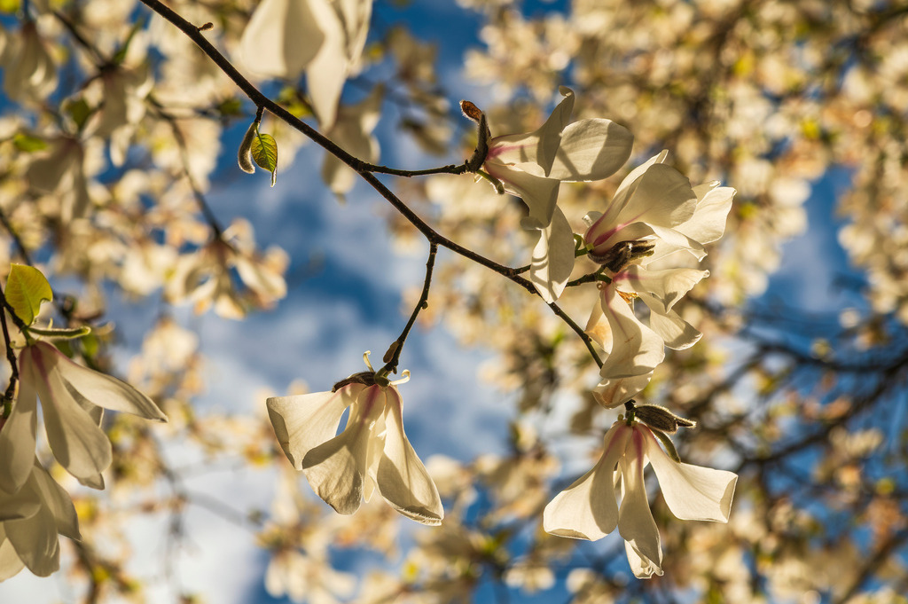 2025_04_06_HH-BOTANISCHER GARTEN+JENISCHPARK+ELBE_MCP7217 | Hochwertig gedruckte Fotografien für die Wand, als Kalender und zum Verschenken. Hamburg & Norddeutschland und überall wo ich mit der Kamera unterwegs war.