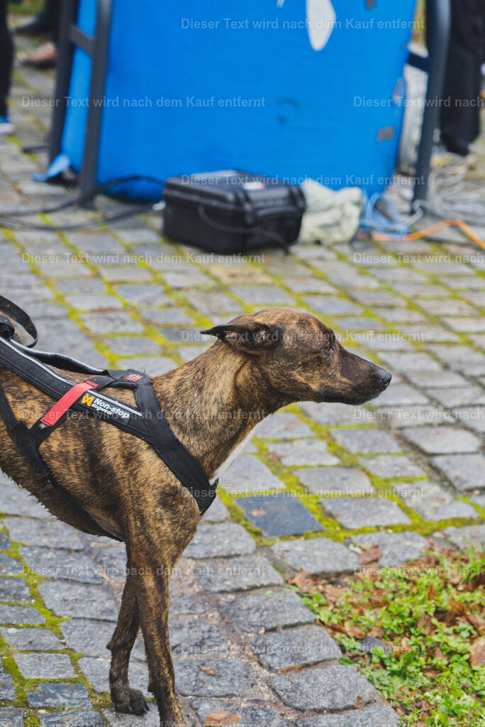cineathletes-huegelland-2025-11-09-12-12-01 | Sportfotografie rund um Obstacle Course Racing und Trail Run - Realisiert mit Pictrs.com