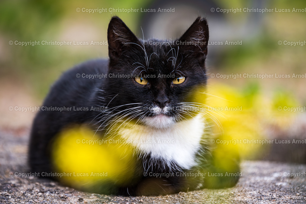 0003 | bildkomponist - Realisiert mit Pictrs.com