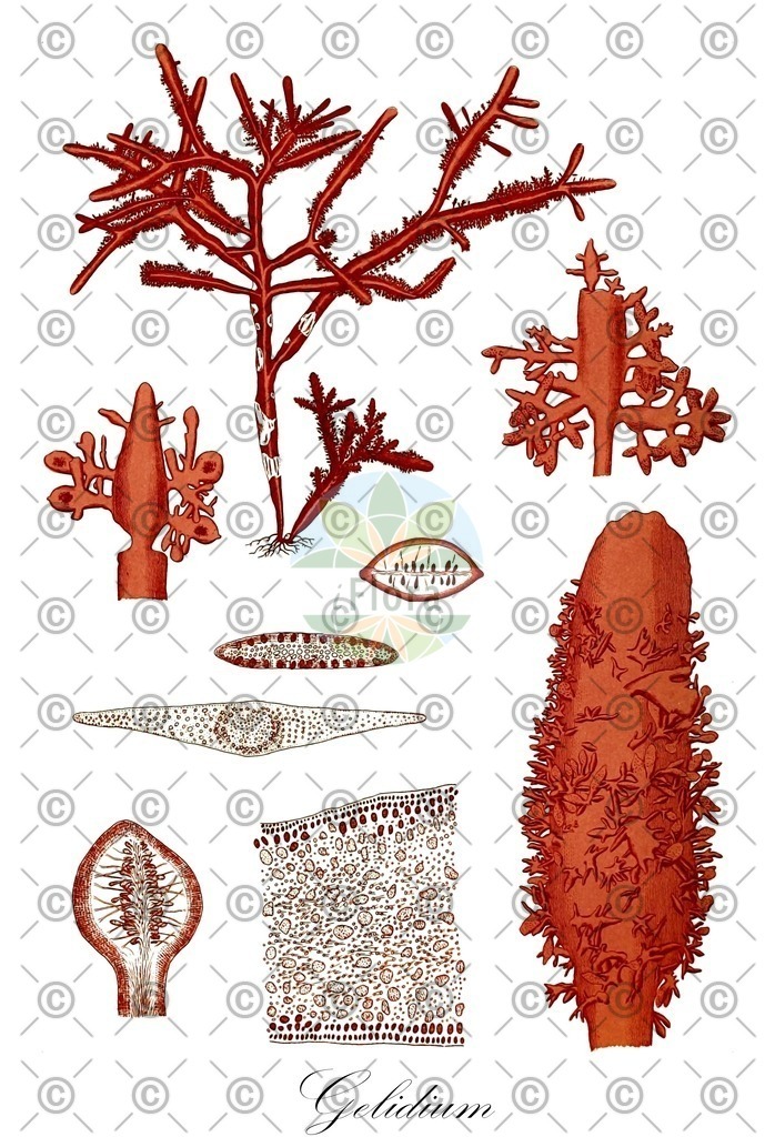 HistAbb_62T5Y_4_ENZY_Simple | Historische Abbildung von Gelidium - Gelidiaceae (0) | Historical Illustration of Gelidium - Gelidiaceae (0)