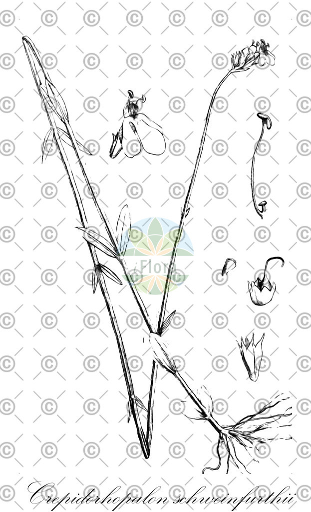 HistAbb_wfo-1000031772_1_ENZY_Simple | Historische Abbildung von Crepidorhopalon schweinfurthii - Linderniaceae | Historical Illustration of Crepidorhopalon schweinfurthii - Linderniaceae