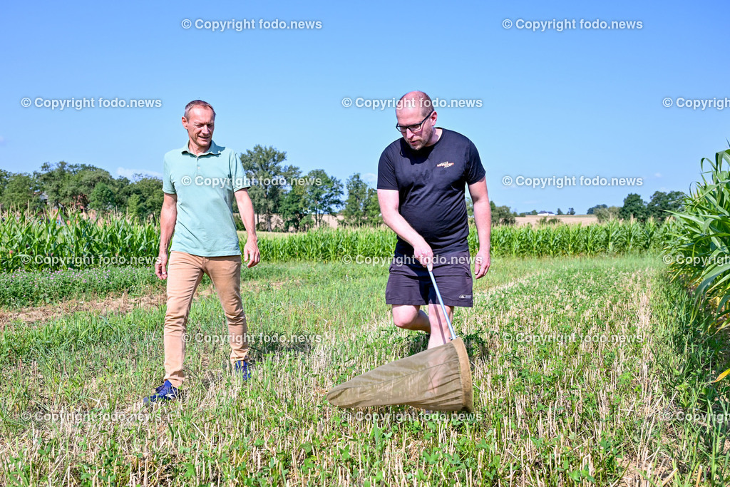 Morgentau Biogemuese GmbH_ Hofkirchen_ 25.07.2024-26 | 25.07.2024, Hofkirchen, AUT, Morgentau Biogemuese GmbH, im Bild Christian Stadler (Morgentau Biogemuese), Ronnie Walcher (Biodiversitaetsforscher Boku Wien)
