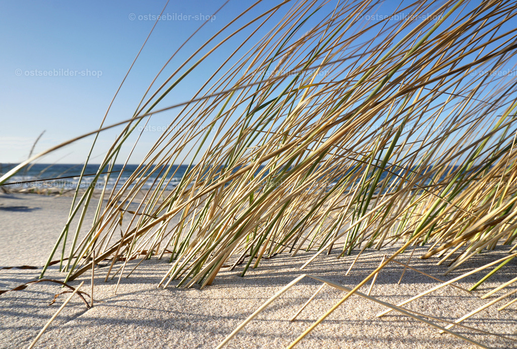 Strandgräser im Wind | Strandgräser biegen sich im Wind zur Seite.