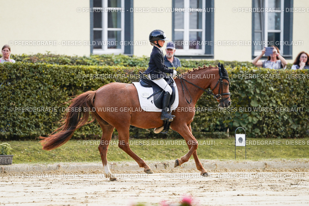 DSC05386 | Pferdegrafie