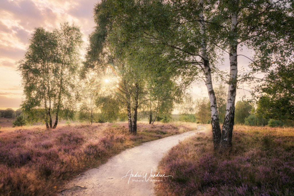Abendstimmung in der Heide | Andre Wandrei - Nature Artworx - Realisiert mit Pictrs.com