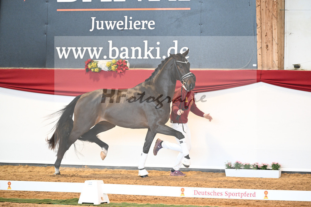 Kat-Nr. 51 Va Bene x Dante Weltino_Bergmann_43230697 | hf-fotografie - Realisiert mit Pictrs.com