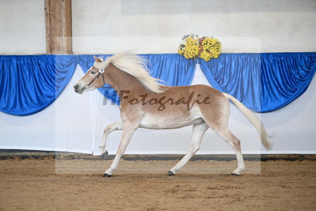 Bl. Band Kat-Nr. 4 Lavanna KF v. Stubenkoenig_Karsten_48251268 | hf-fotografie - Realisiert mit Pictrs.com
