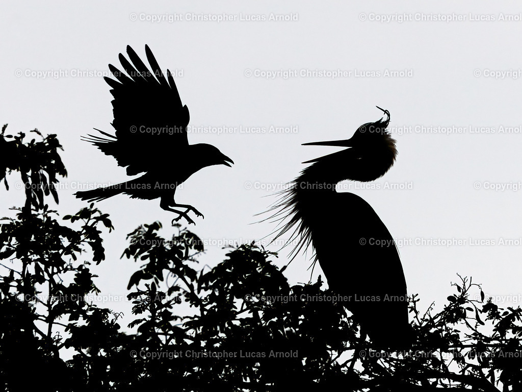 Krähe vs. Reiher | bildkomponist - Realisiert mit Pictrs.com