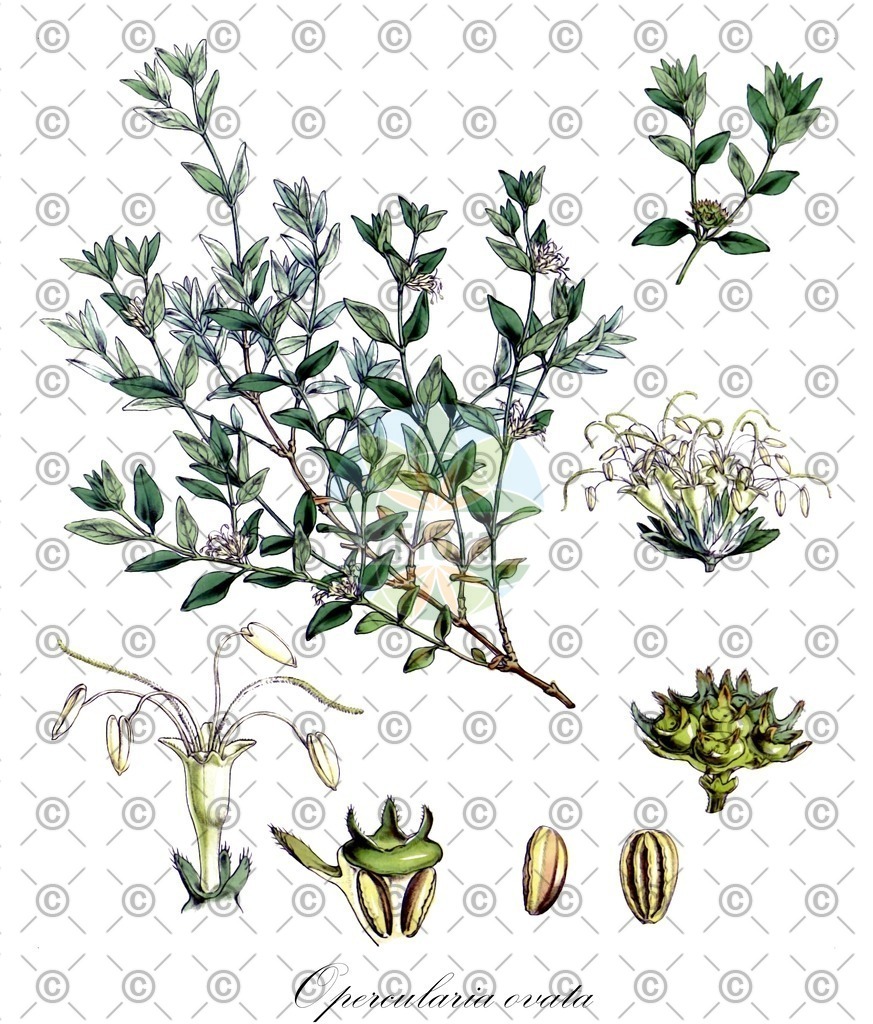 HistAbb_wfo-0001063082_1_ENZY_Simple | Historische Abbildung von Opercularia ovata - Rubiaceae | Historical Illustration of Opercularia ovata - Rubiaceae