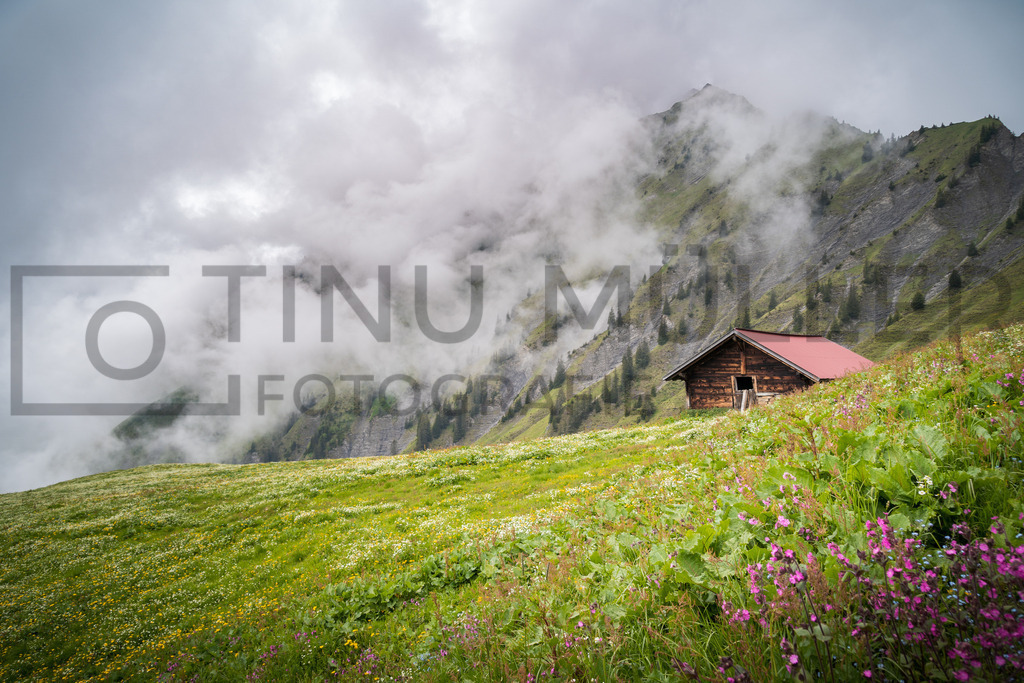 DSC07825 | Tinu Müller Fotografie- Bildershop - Realisiert mit Pictrs.com