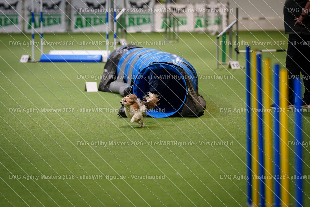 allesWIRTHgut_Tierfotografie-DVG_Agility_Masters_2026-08_16-7R507825 | Professionelle Tierfotografie in Mönchengladbach von Daniel Wirth (allesWIRTHgut). Liebevolle & natürliche Bilder von Hunden & Katzen für unvergessliche Erinnerungen.