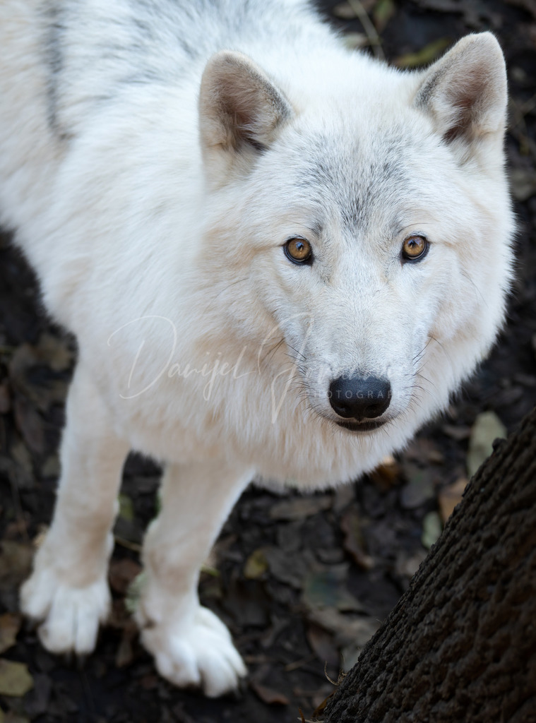 Arktischer Wolf | Der wunderschöne Arktische Wolf 