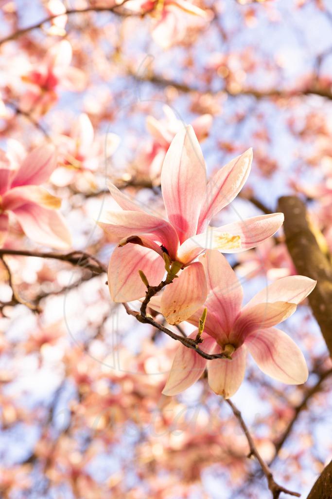 Magnolienblüte Waidhofen an der Ybbs | Ihre Fotografin im Lungau, ihre Fotografin im Mostviertel, Wandbilder Onlineshop, Imagefotos für Ihr Unternehmen,  - Realisiert mit Pictrs.com