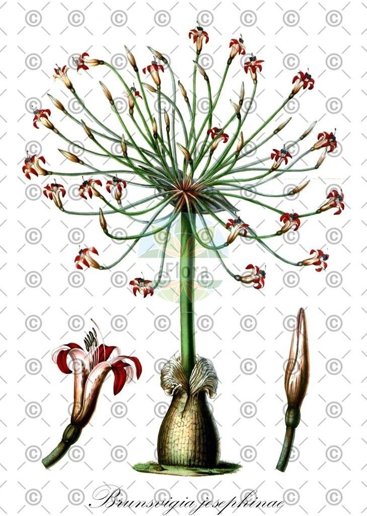 HistAbb_wfo-0000173962_1_ENZY_Simple | Historische Abbildung von Brunsvigia josephinae - Amaryllidaceae | Historical Illustration of Brunsvigia josephinae - Amaryllidaceae