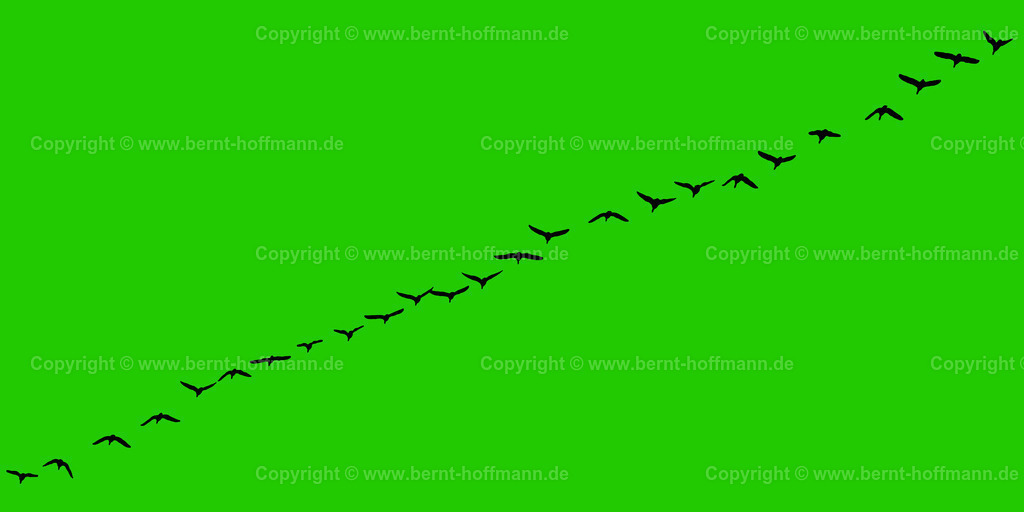 Pgrfk_Vogelzug_0881_21ca00_200x100 | bernt-hoffmann.de - Realisiert mit Pictrs.com