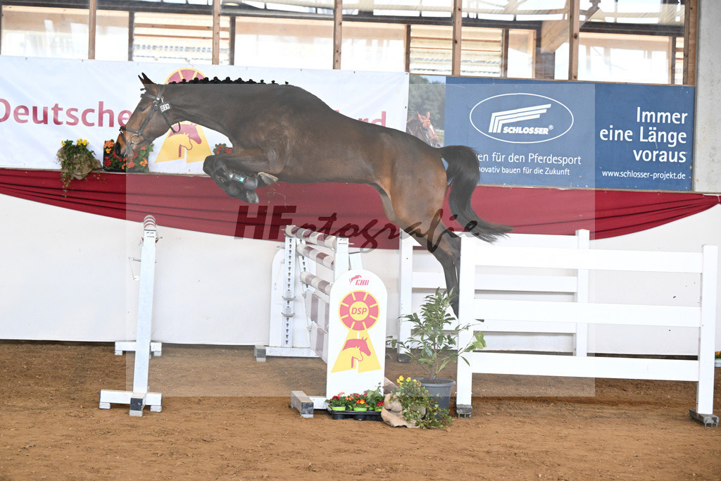 Kat-Nr. 29 Ari Z v. Adzaro de L Abbaye B_Friz_16250722 | hf-fotografie - Realizzato con Pictrs.com