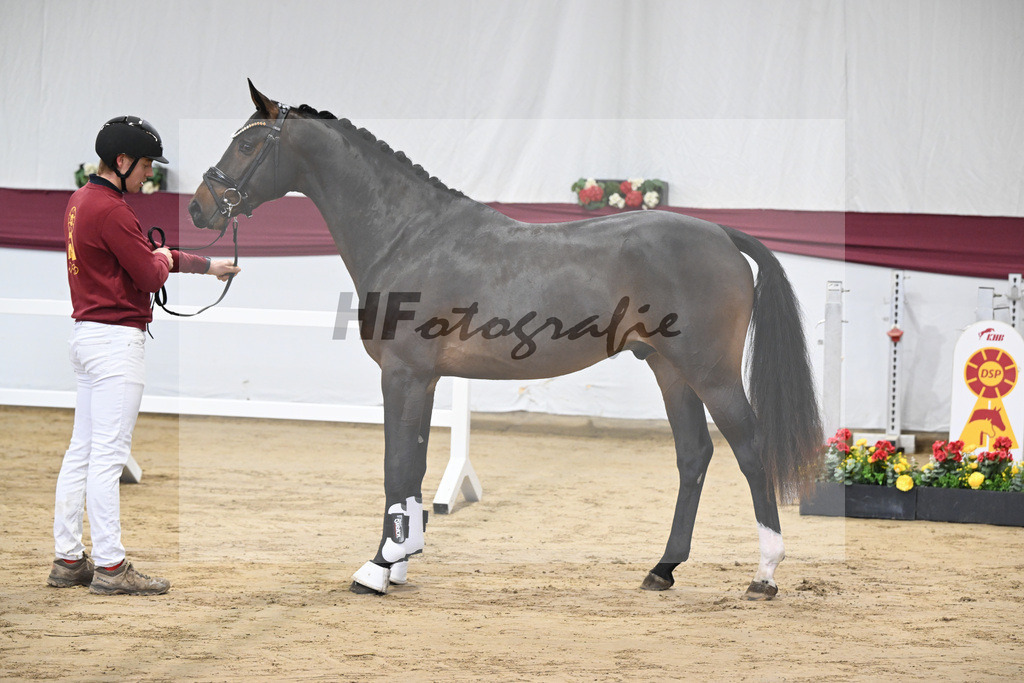 Kat-Nr. 1 Jasper x Diarado_ZG Stabhalterhof GbR _47250002 | hf-fotografie - Realisiert mit Pictrs.com