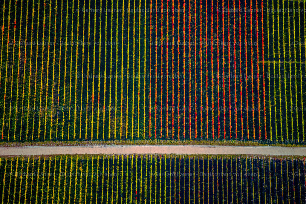 3294546 | Weinbergstrukturen b ei Castell