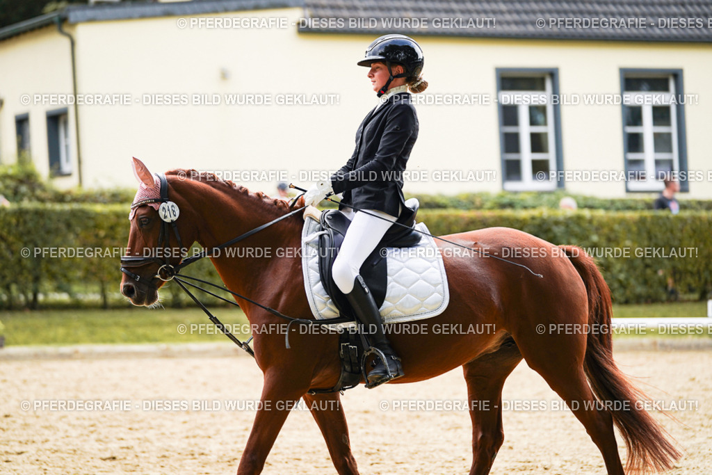 DSC01077 | Pferdegrafie