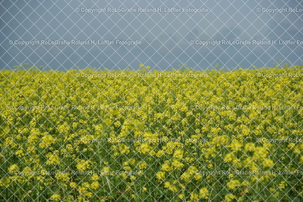 Rapps | Rappsfeld mit Rapps in voller Blüte - Realisiert mit Pictrs.com