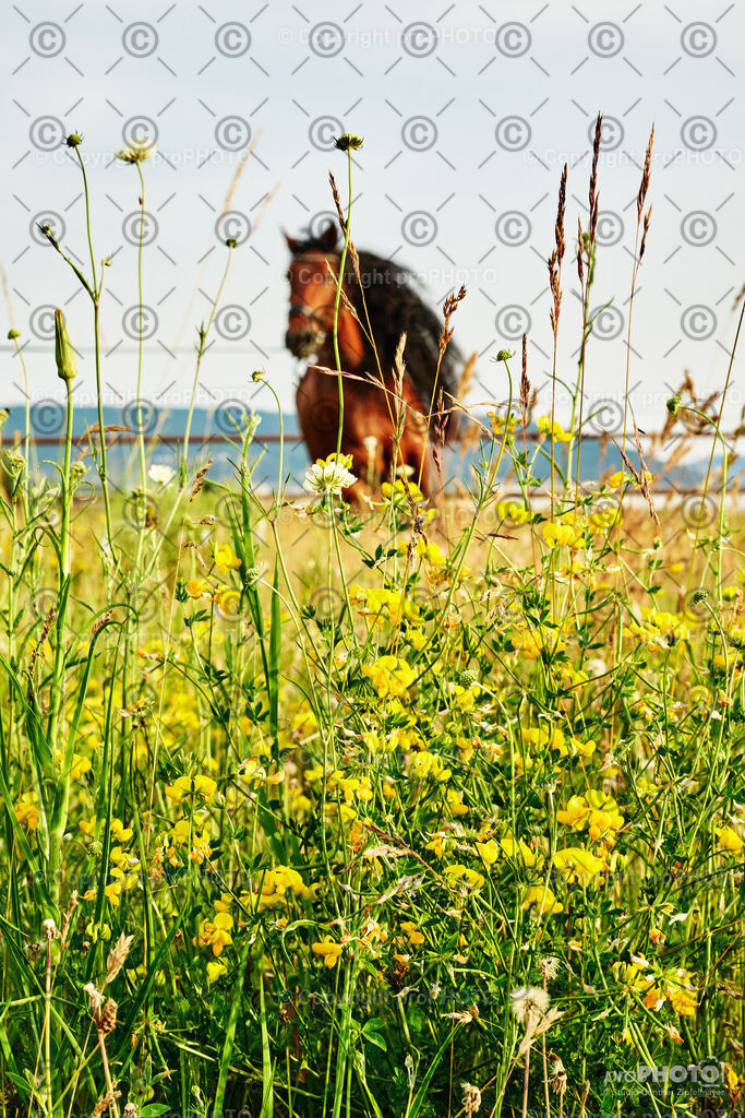 289_202406_Niki-Herodes_NZ9_0210 | proPHOTO - Realisiert mit Pictrs.com