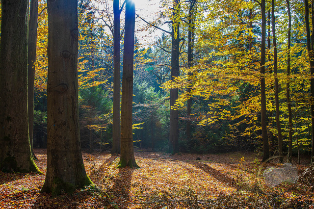 _DSC3668-2 | Shop für Prints Landschaftsfotografie Sächsische Schweiz Naturfotografie in Thüringen Fotos vom Findlingspark Nochten Kloster Sankt Marienstern Bilder Festung Königstein PanoramaRhododendronpark Kromlau FotogalerSchleswig-Holstein Küstenlandschaften
