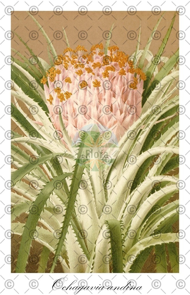 HistAbb_wfo-0000390574_1_ENZY_Simple | Historische Abbildung von Ochagavia andina - Bromeliaceae | Historical Illustration of Ochagavia andina - Bromeliaceae