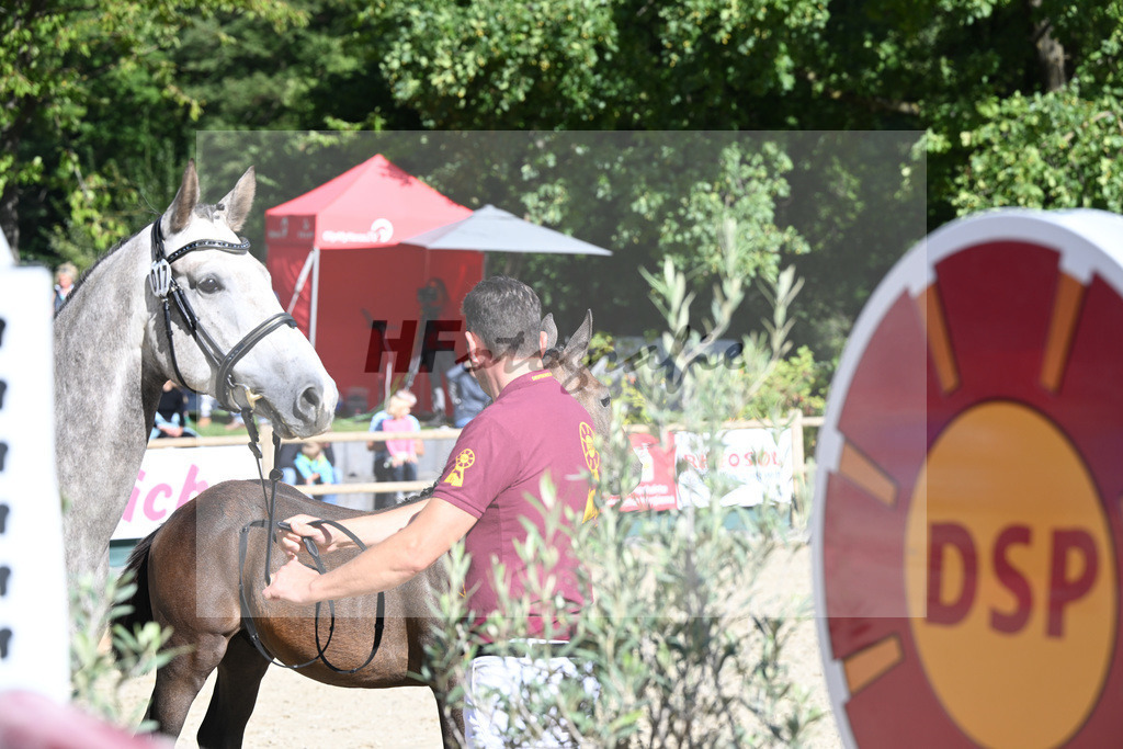 Fohlenauktion Next Chance_49220243 | hf-fotografie - Realisiert mit Pictrs.com