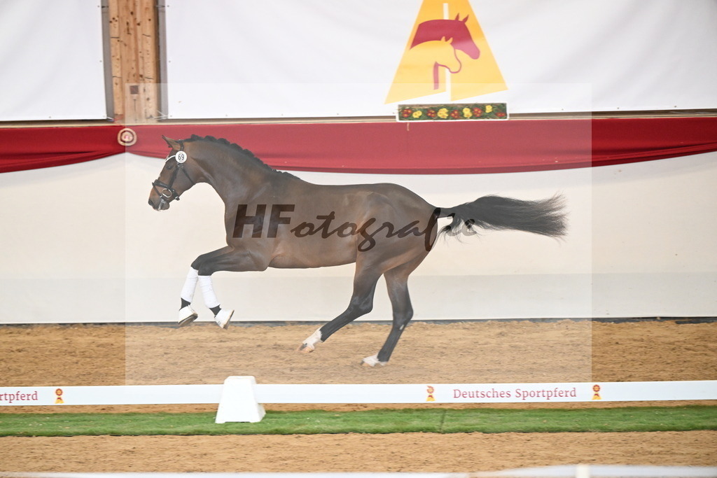 Kat.-Nr. 69 v. Glamourdale_Reichert_2250510 | hf-fotografie - Realisiert mit Pictrs.com