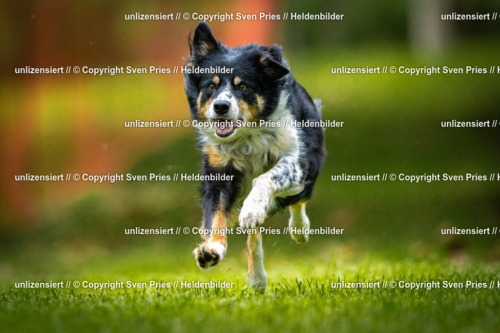 Sven Pries | 2025-09-21 - Hunderennen Baden-Oos - Realisiert mit Pictrs.com