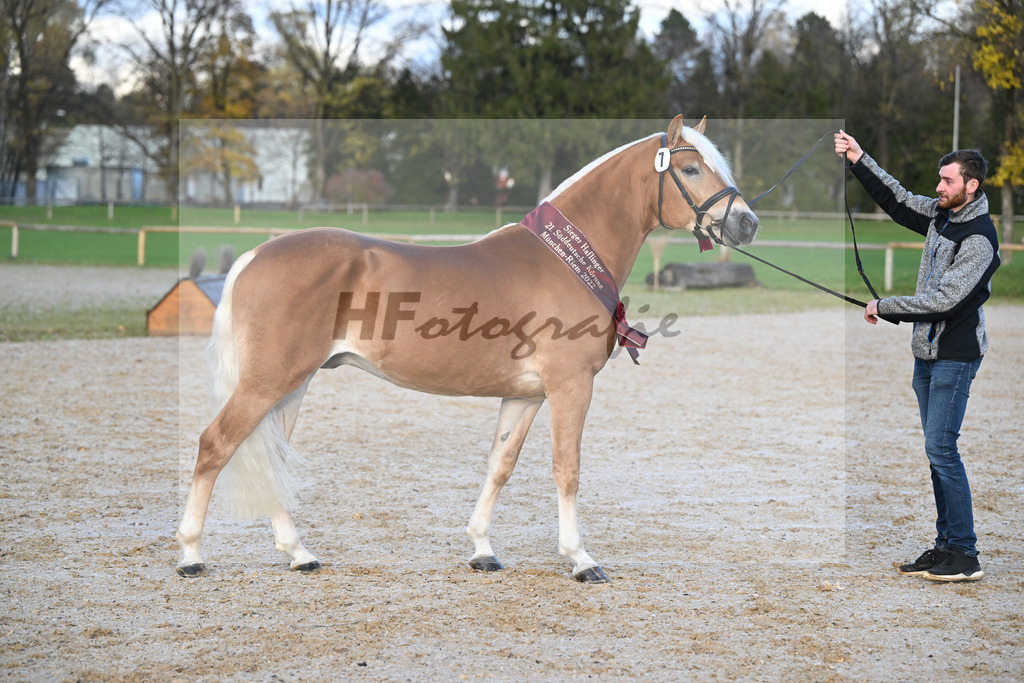 Kat-Nr. 7 Nachtprinz v. Nachtstolz_Schwarz_60221663 | hf-fotografie - Realisiert mit Pictrs.com