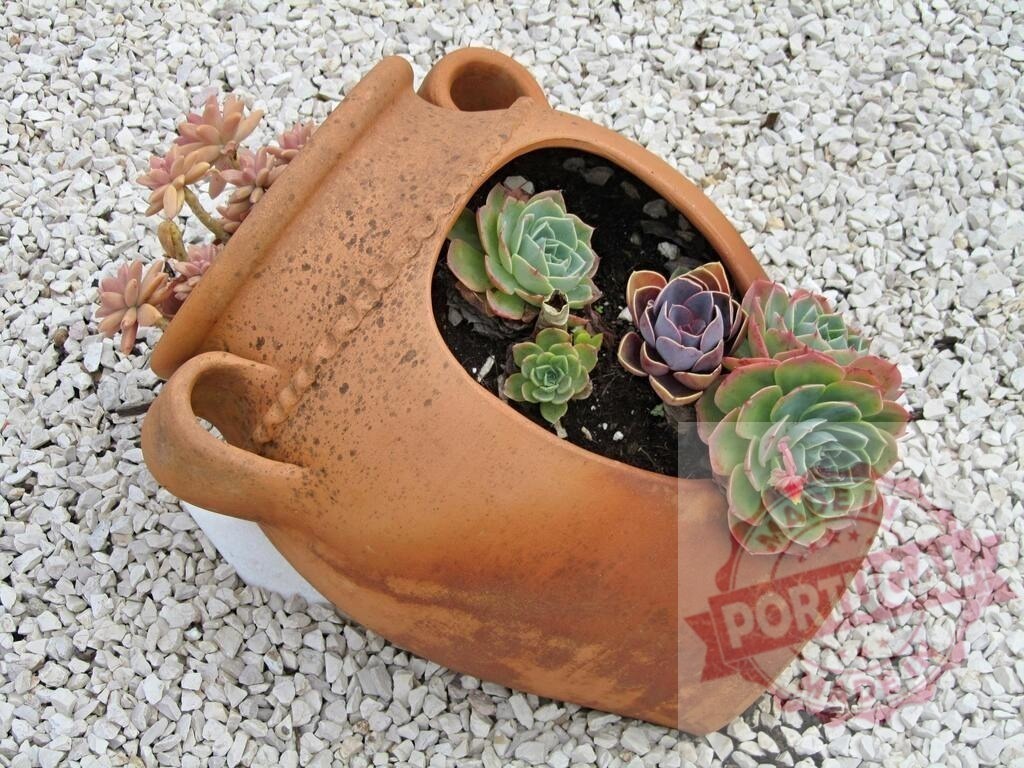 Succulents growing in broken terracotta amphora planter | Colorful aeonium and echeveria succulents thriving in a rustic terracotta pot on white gravel - Realized with Pictrs.com