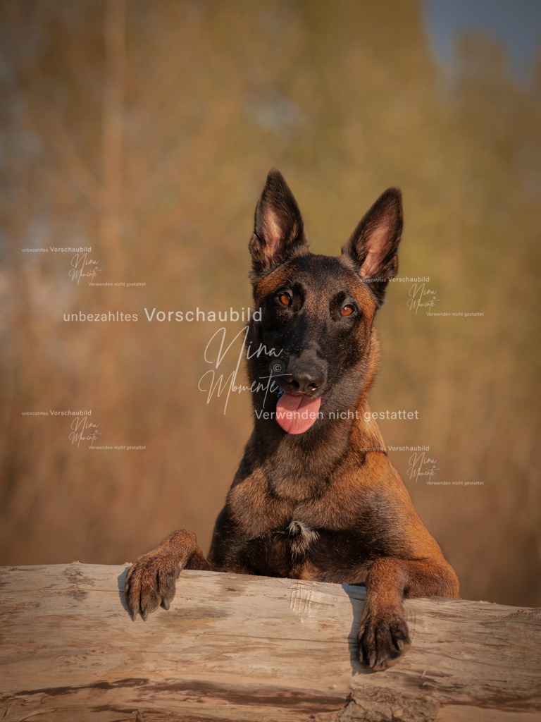 _16A0239-1 | Einzigartige Fotos von Hunden & Menschen –Actionfotos, Portraits, Vereinsaufnahmen & Paarshootings – authentisch, lebendig & mit Herz.