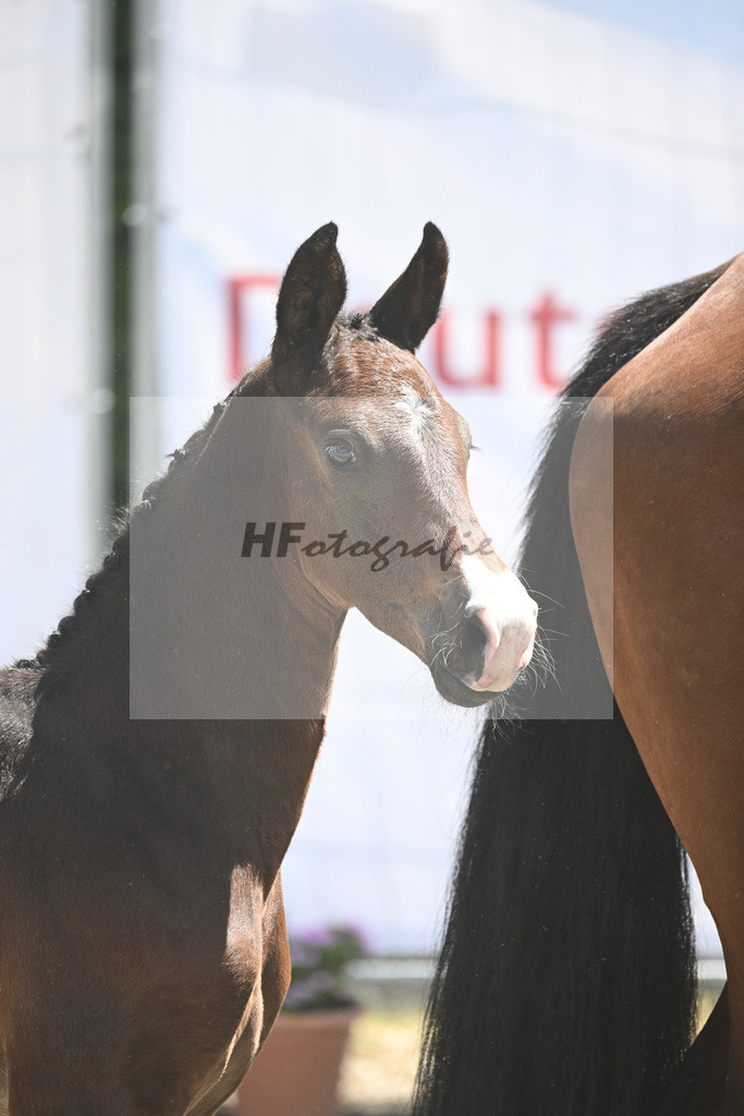 Kat-Nr. 11 HF Diarado_Diez_12230708 | hf-fotografie - Realizzato con Pictrs.com