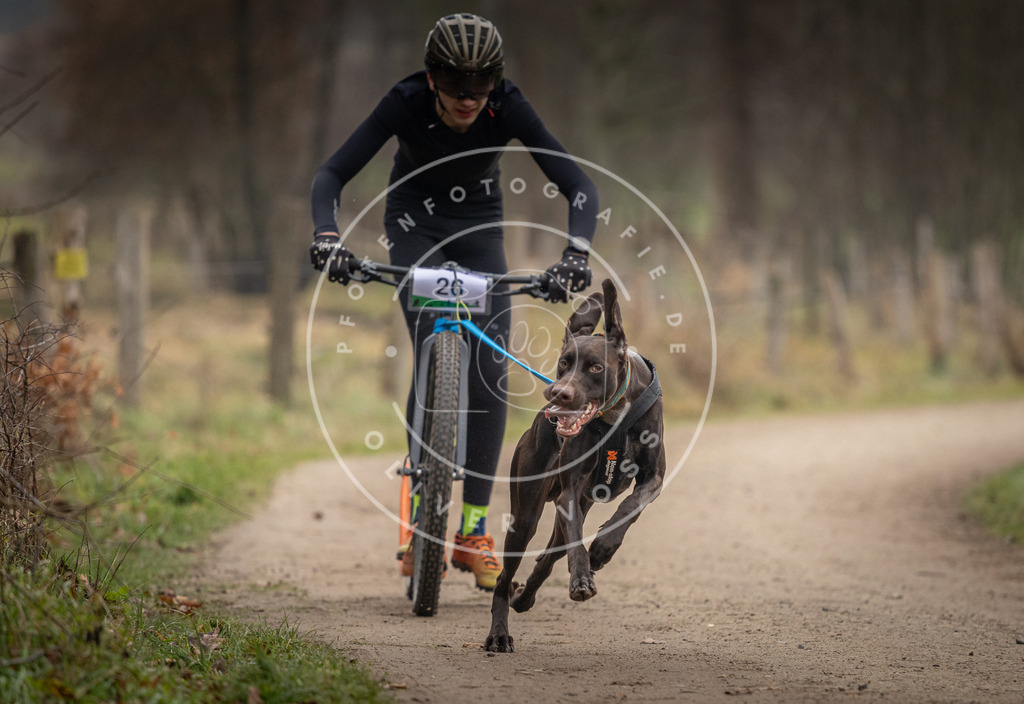 Pfotenfotografie_DV3A2126 | Hundefotografie, Tierfotograf, Pfotenfotografie, Fotoshooting Hund, Hunde Portrait, Hundesport, Hundeportraits, Heideshooting, Hunde, Sportfotograf, Hundefotograf, Turnierhundsport, THS,  - Realisiert mit Pictrs.com