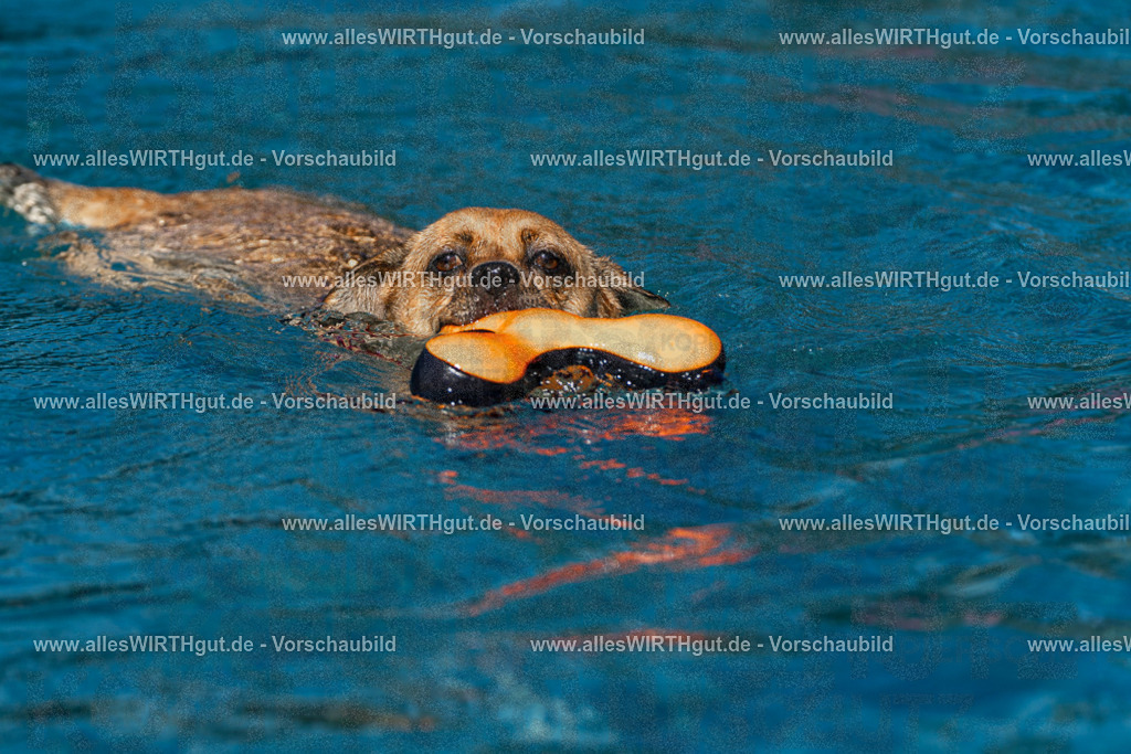 Hundeschwimmen_Volksbad_2026-allesWIRTHgut_Tierfotografie-2609061111-FAY06178 | Professionelle Tierfotografie in Mönchengladbach von Daniel Wirth (allesWIRTHgut). Liebevolle & natürliche Bilder von Hunden & Katzen für unvergessliche Erinnerungen.