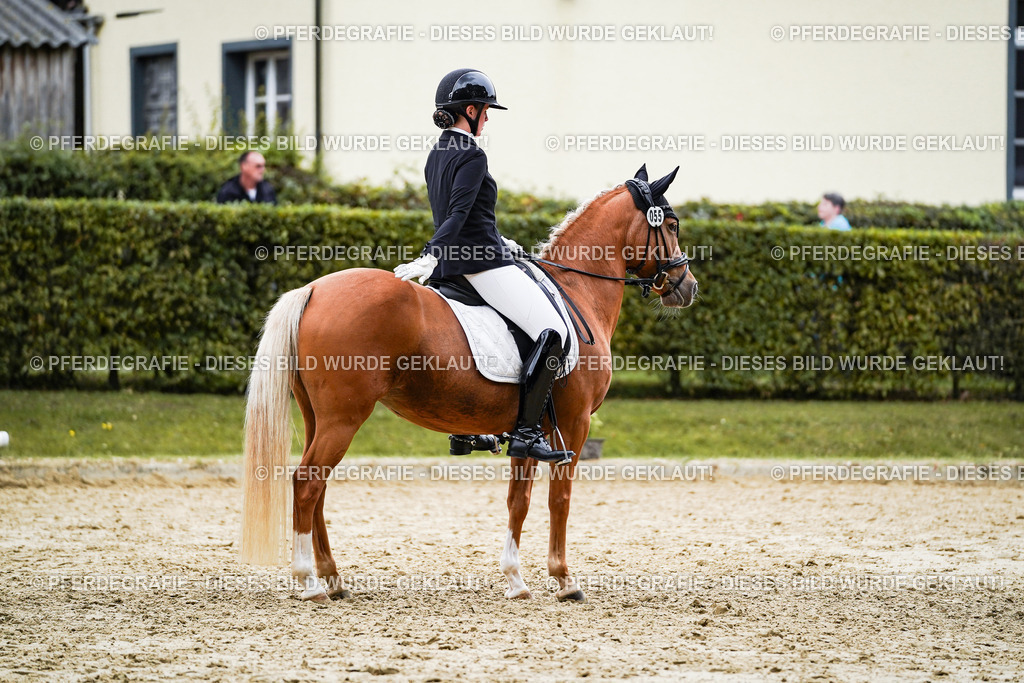 DSC08555 | Pferdegrafie